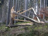 Nach Orkan Friederike - Zw. Dassel u. Erholungsheim  (21)